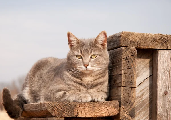 Αξιολάτρευτο μπλε τιγρέ γάτα που στηρίζεται σε ένα ξύλινο βήμα — Φωτογραφία Αρχείου