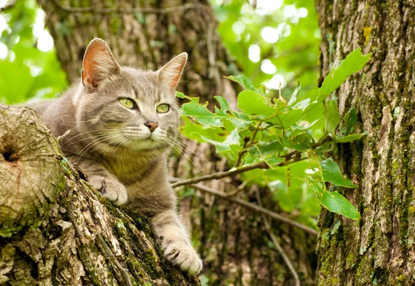 Chat bleu tabby aux yeux verts dans un arbre — Photo