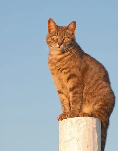 Schattig blauw Cyperse kat, zittend op een helder witte hek post — Stockfoto