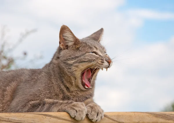 Забавное изображение синей табби-кошки зевающей — стоковое фото