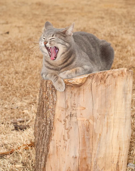Комическое изображение синей тэбби-кошки зевающей — стоковое фото