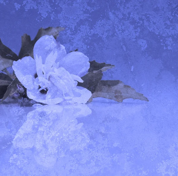 Immagine astratta di un fiore bianco di Althea con riflesso — Foto Stock