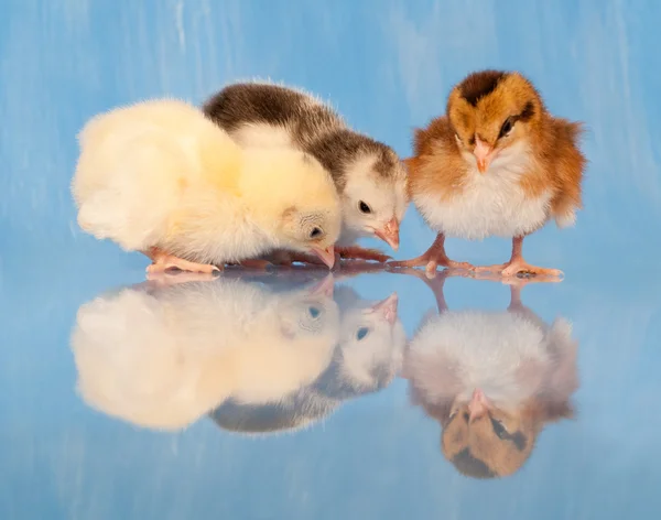 Drie schattig easter chicks tegen blauwe achtergrond — Stockfoto