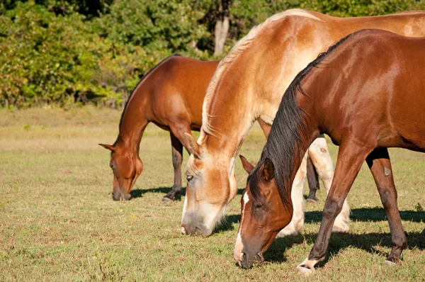 Tři koně pasoucí se v pastviny za slunečného dne — Stock fotografie