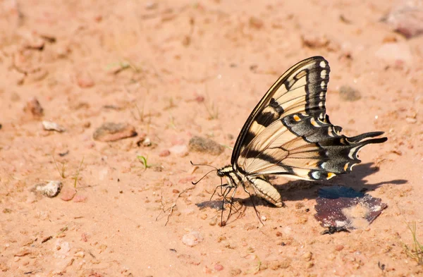 Bella farfalla Eastern Tiger Swallowtail — Foto Stock