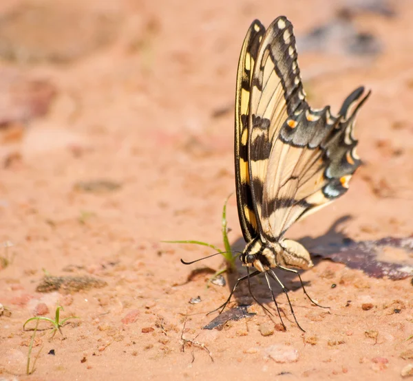 Eastern Tiger Swallowtail butterfly on a natural beach