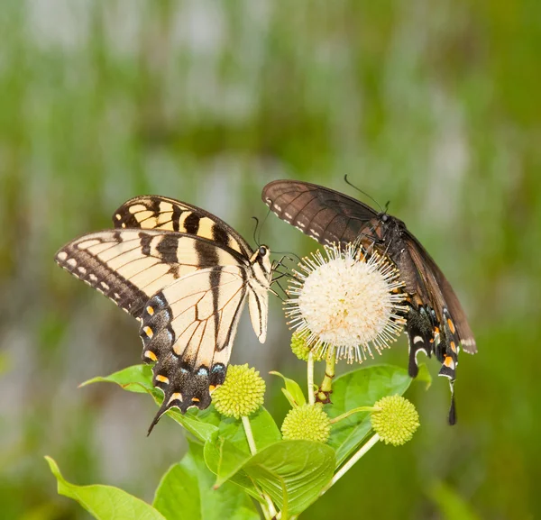 Giallo Orientale Tigre Coda Rondine alimentazione su un fiore buttonbush — Foto Stock