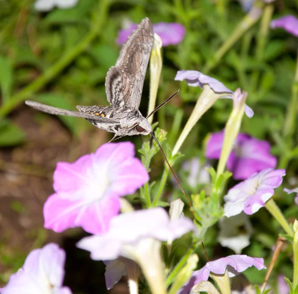 フライトでは、トマトの hornworm 蛾給餌 — ストック写真