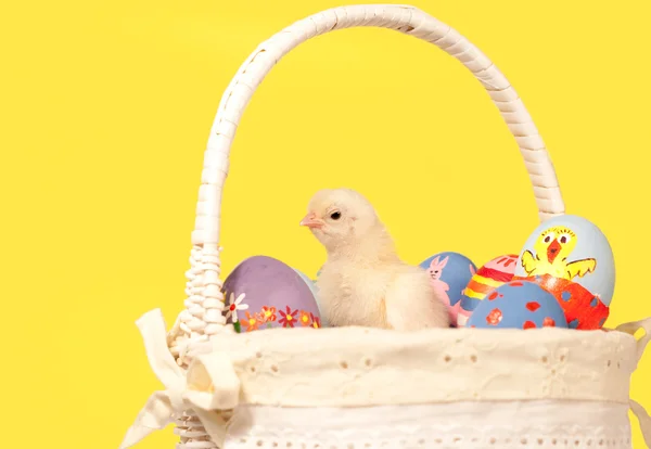 Pollito duro en una cesta de Pascua con huevos pintados a mano —  Fotos de Stock