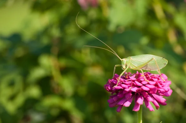 Pembe zinnia çiçeği üzerinde doğru katydid — Stok fotoğraf