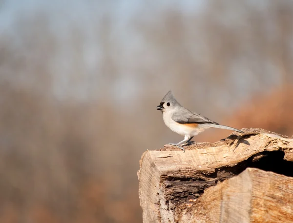 Tufted Titmouse perched on a log — Stock Photo, Image