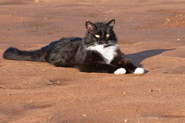 Bonito preto e branco tuxedo gato descansando na areia vermelha — Fotografia de Stock