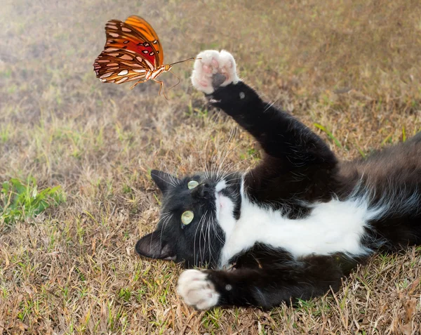 Turuncu bir kelebek uçuş ile oynayan siyah ve beyaz yavru kedi — Stok fotoğraf