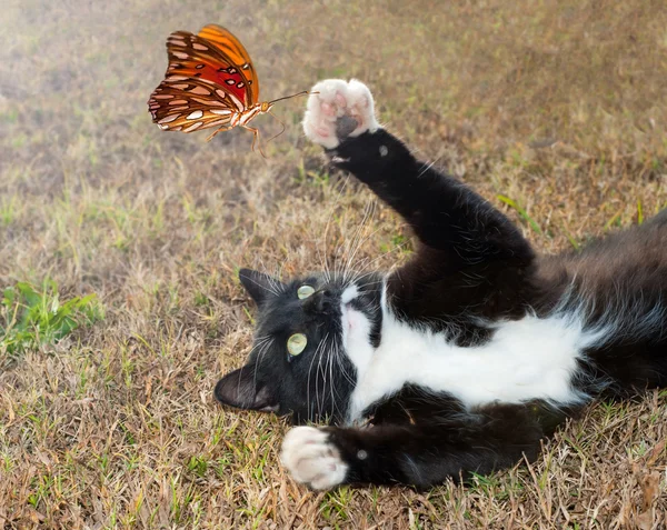 stock image Black and white kitty cat playing with an orange butterfly in flight