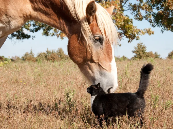 Pequeno gato preto e branco esfregando-se contra um enorme cavalo belga Draft — Fotografia de Stock