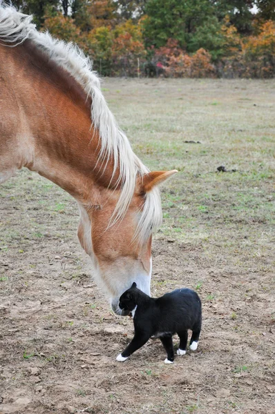 Чорно-білий кіт натирає себе на дуло великого коня — стокове фото