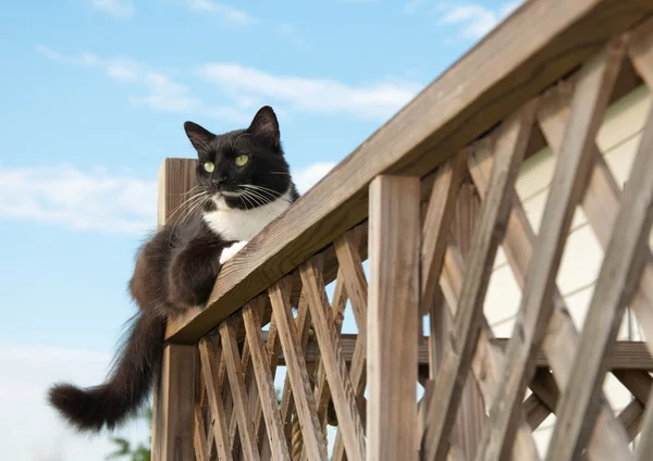 현관 방책에 검은색과 흰색 턱시도 고양이 — 스톡 사진