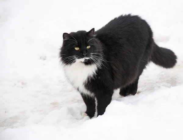 Schwarz-weiße Katzenkatze im Schnee an einem kalten Wintertag — Stockfoto