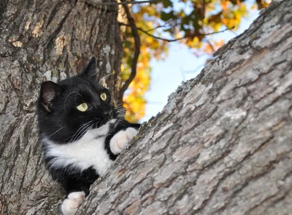 Gato de smoking preto e branco expressivo em uma árvore — Fotografia de Stock