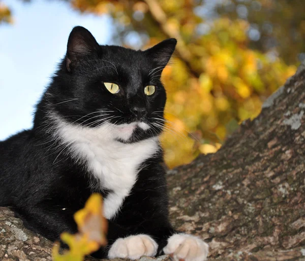 Handsome tuxedo cat with striking eyes surveying world from his tree — Stock Photo, Image