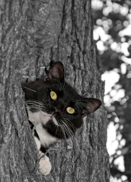 Μαύρο και λευκό σμόκιν γάτα με εντυπωσιακή μάτια στο χρώμα — Φωτογραφία Αρχείου