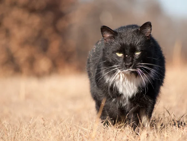 Rugged, bater preto e branco gato vadio caminhando em direção ao espectador — Fotografia de Stock