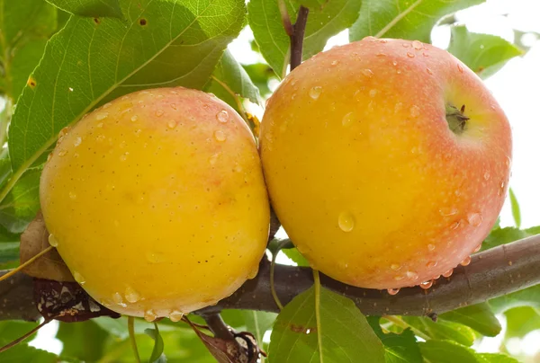 Zwei Äpfel in einem Baum nach Regen — Stockfoto