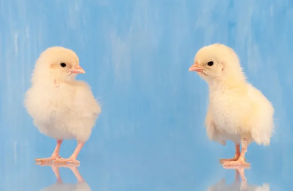 Twee gele easter chicks tegen blauwe achtergrond — Stockfoto