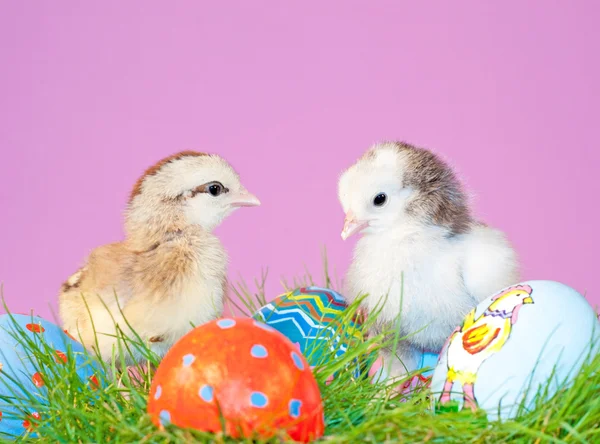 Dos pequeños polluelos de Pascua en la hierba — Foto de Stock