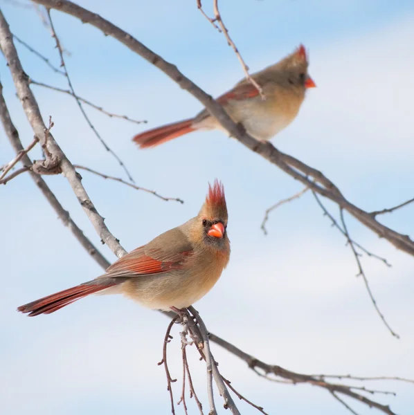 Kışın ağaçta iki kadın Kuzey cardinals — Stok fotoğraf