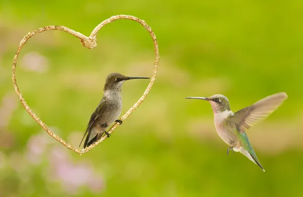 Dos colibríes con un corazón dorado - un diseño de San Valentín — Foto de Stock