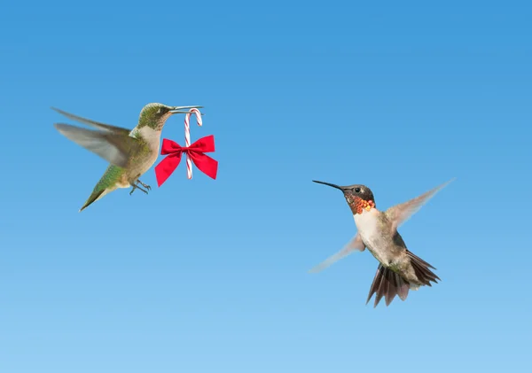 Tiny Hummingbird carrying a candy cane with a bow — Stock Photo, Image