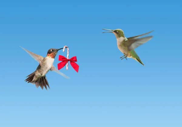 Hummingbird carrying a Christmas candy cane to another — Stock Photo, Image