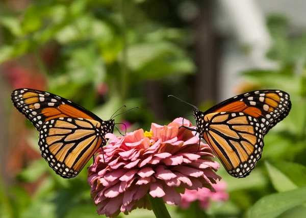 Pembe zinnia üzerinde iki muhteşem, renkli monarch kelebek — Stok fotoğraf