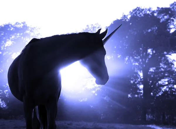 Image of a magical unicorn against hazy sunrise with sun rays — Stock Photo, Image