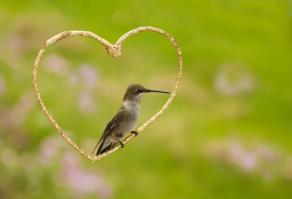 Piccolo colibrì seduto all'interno di un cuore d'oro — Foto Stock