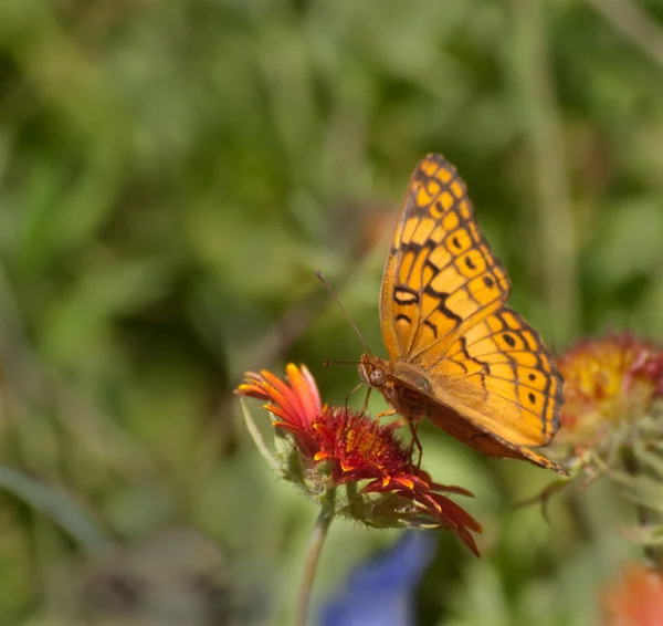 Papillon fritillaire panaché se nourrissant d'une fleur de couverture — Photo