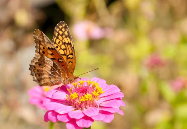 Alacalı fritillary kelebek — Stok fotoğraf