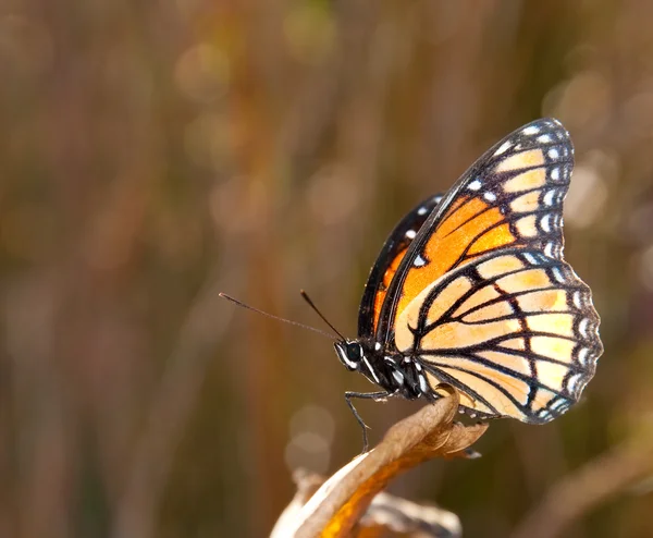 Viceré farfalla appollaiato su una foglia d'autunno — Foto Stock