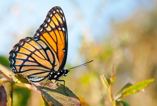 Zářivě oranžové a černé místokrál motýl — Stock fotografie