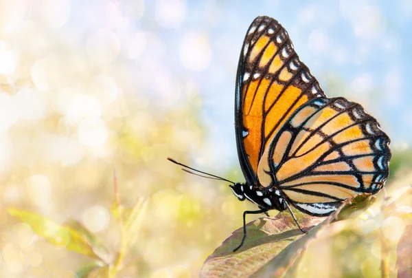 Zasněný obraz motýla místokrále — Stock fotografie