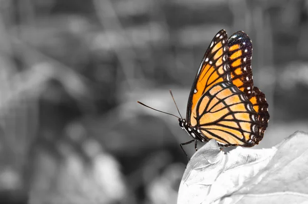 Colorida mariposa virrey descansando sobre una hoja —  Fotos de Stock