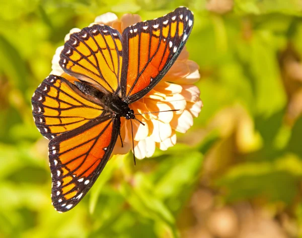 Vista dorsal de una brillante mariposa virrey — Foto de Stock