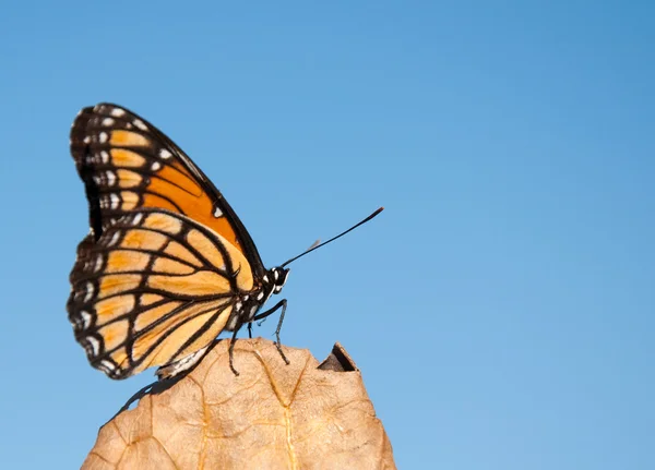 Papillon Vice-roi audacieusement coloré reposant sur une feuille sèche — Photo