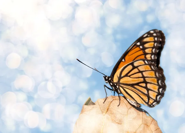 Dreamy image of a Viceroy butterfly resting on a dry leaf — Stock Photo, Image