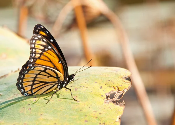 明るく着色された viceroy の蝶 — ストック写真
