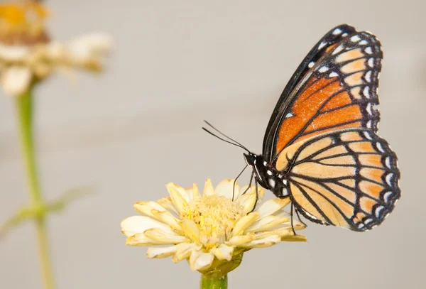 Colorida mariposa virrey alimentándose de un amarillo pálido Zinnia — Foto de Stock
