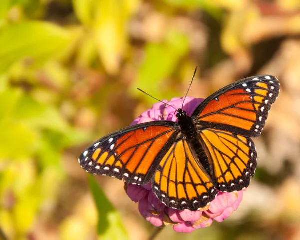Vista dorsal de una brillante mariposa virrey — Foto de Stock