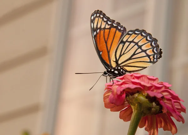 Krásný místokrál motýl krmení na růžové cínie — Stock fotografie