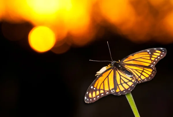 Блестящая бабочка-вице-король отдыхает на цветке на фоне яркого заката — стоковое фото